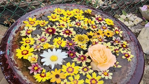 The 10 minute Bird Bath Makeover."