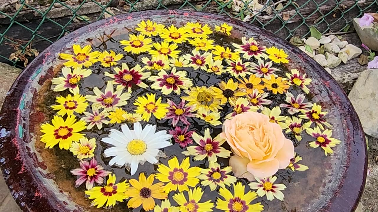 The 10 minute Bird Bath Makeover."