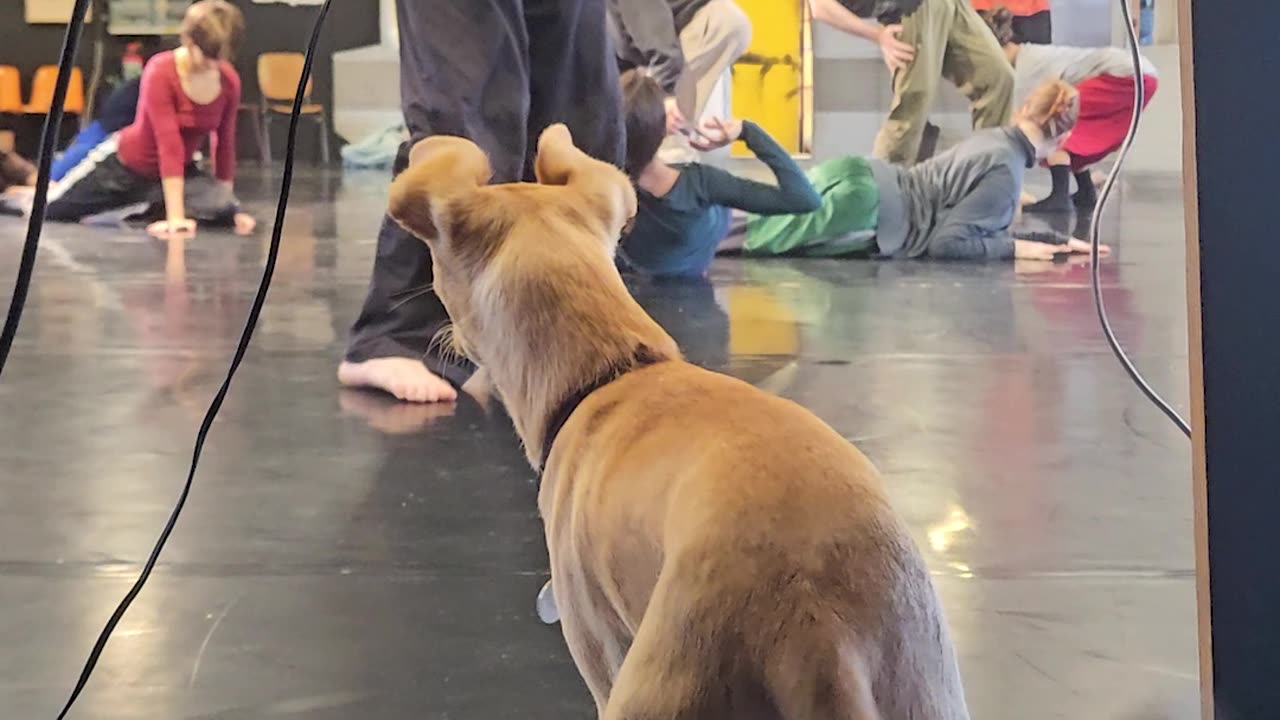 Canine Choreographer