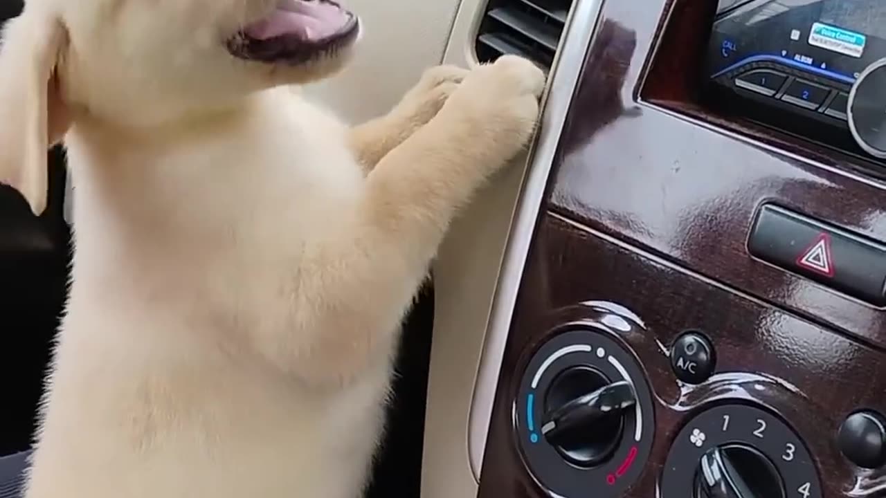 😮✨ You Won't Believe How Cute This Is! | FeedMyCuriosity