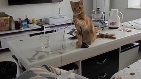 见多了人逗猫，第一次见猫逗人