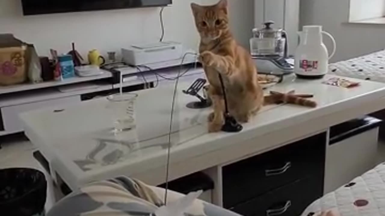 见多了人逗猫，第一次见猫逗人