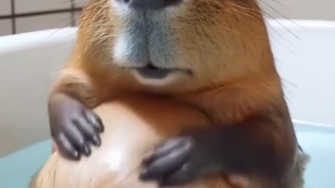 Cat Dog