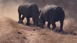 😮🦏 Epic Rhino Fight for Dominance! | FunFM