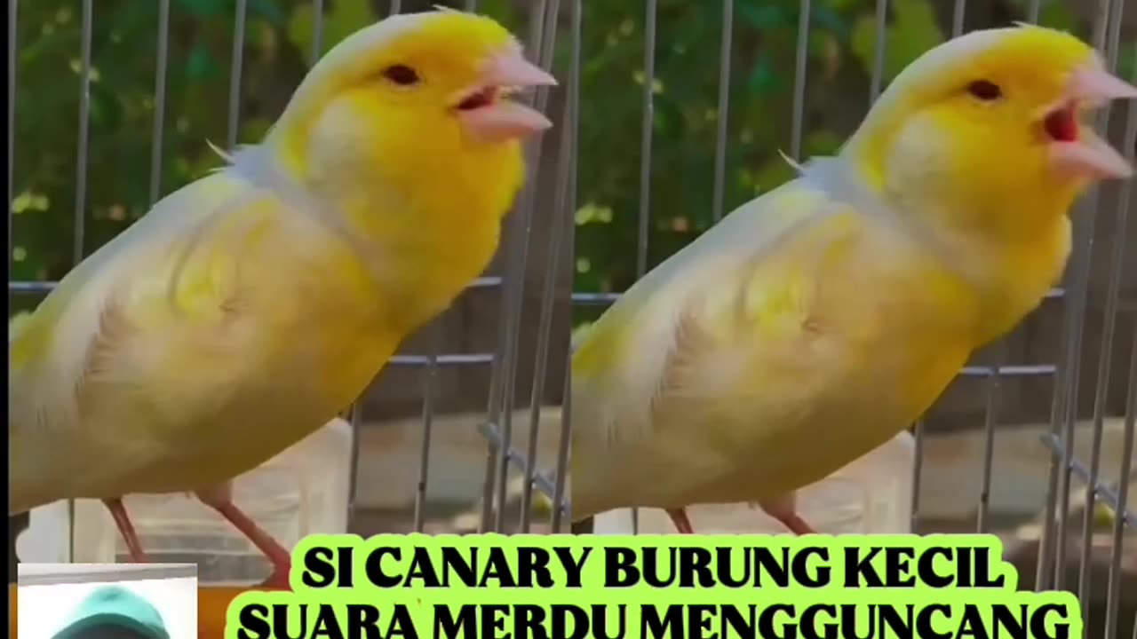 CANARY