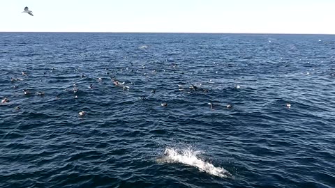 Seabirds and Dolphins off Puerto Madryn