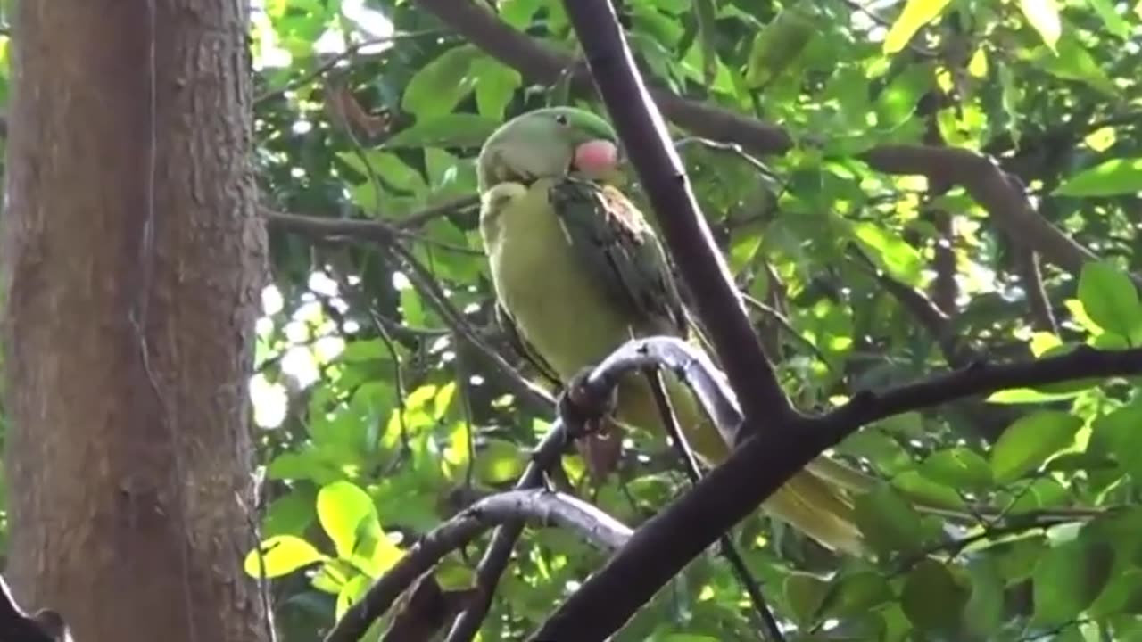 Raw Parrot Talking