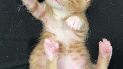 Sweet Dreams Little Kitten