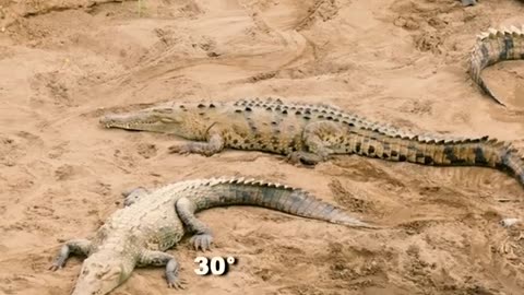 HOW CHINA IS FARMING CROCODILE