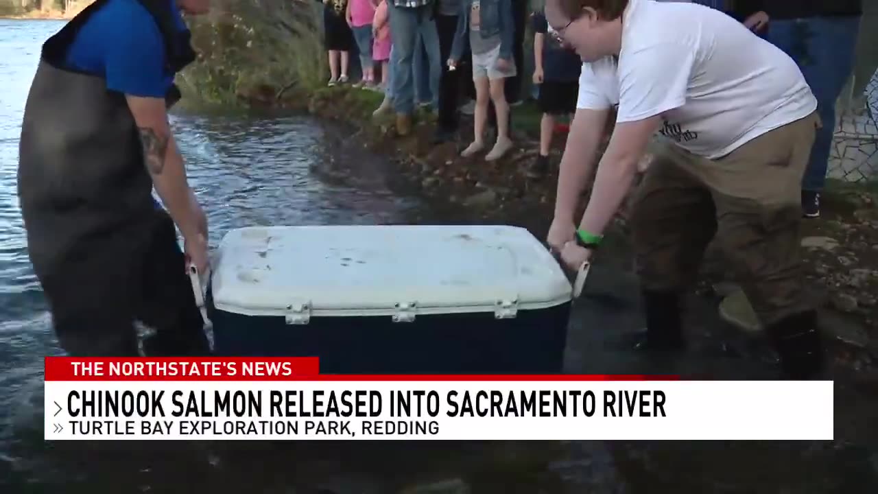 Hundreds of endangered salmon released into the Sacramento River