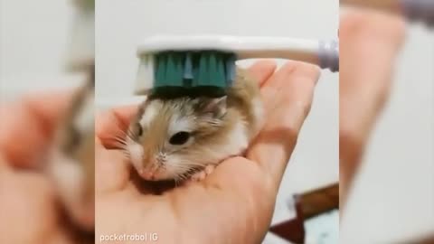 Funny Cute Cat - Try Not To Laugh...