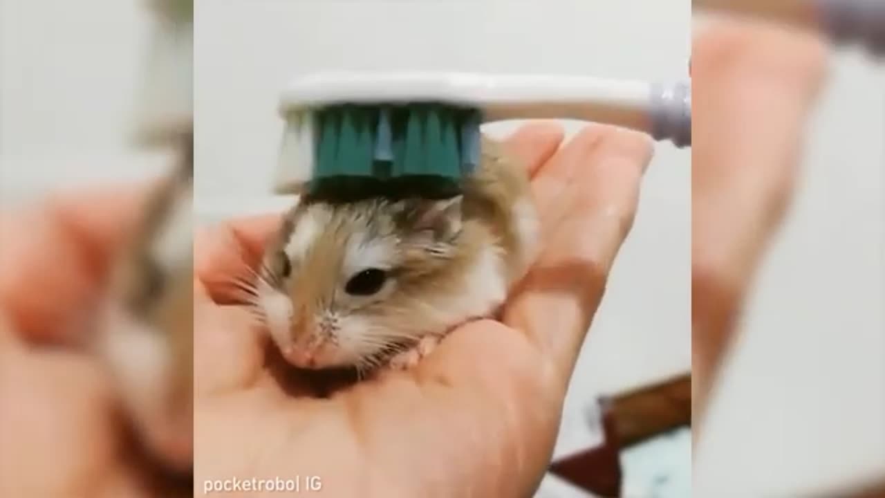Funny Cute Cat - Try Not To Laugh...