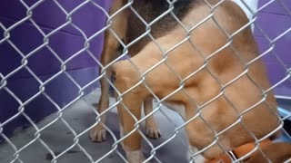 Nugget 5y Pet Id 946758 kennel 15 HSSAZ shelter_20251010_152201319
