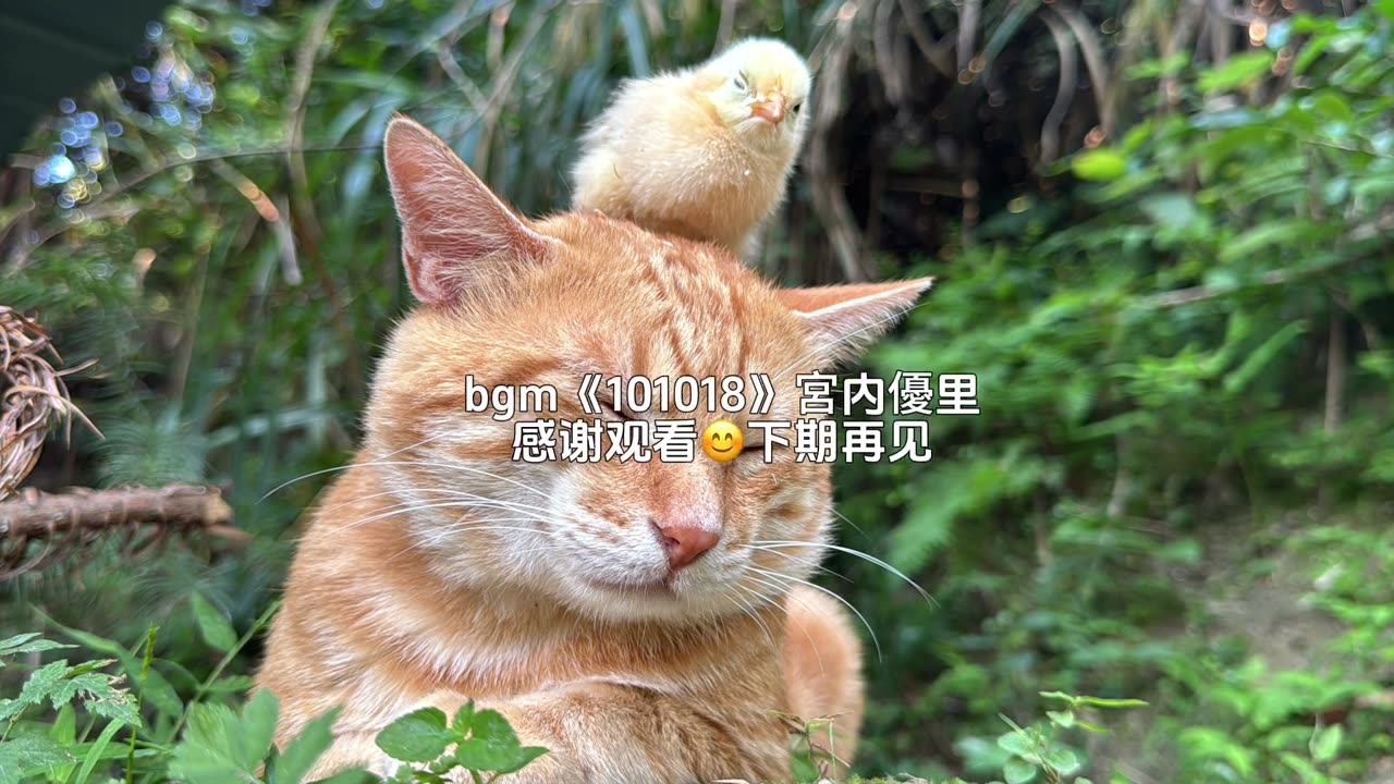 Cat and birds living in harmony.