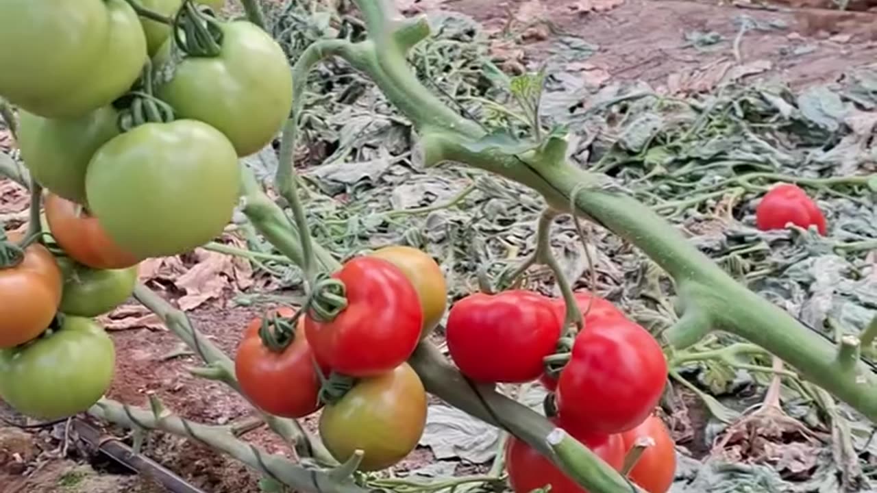 AmaIng tomatos
