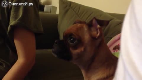 A puppy is watching a cartoon