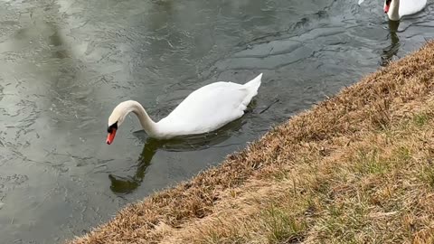 Swan Clears Path of Ice For Mate