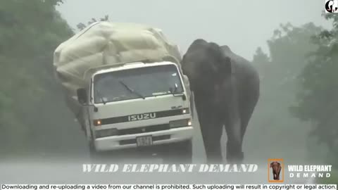 12 times 12 big lorries were attacked by the same ferocious wild elephant.