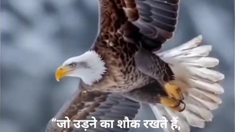 Eagle flying attitude
