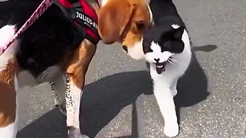 cats dogs can t love each other #youtubeshorts #cat #catshorts