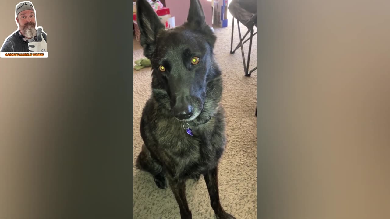 HILARIOUS CUTE DOG’S FUNNIEST MOMENTS OF THE WEEK 2 LUNA THE DUTCH SHEPHERD