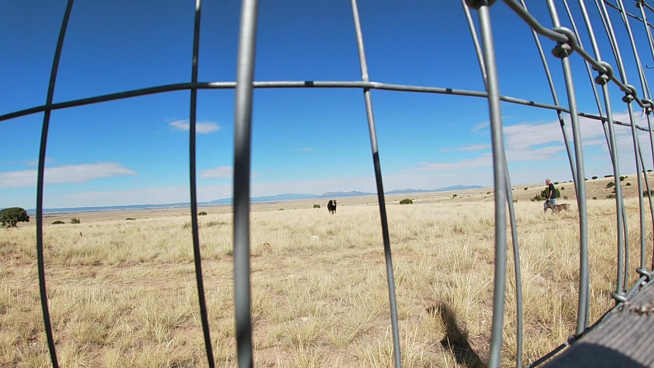 Hobo dog training with a cow