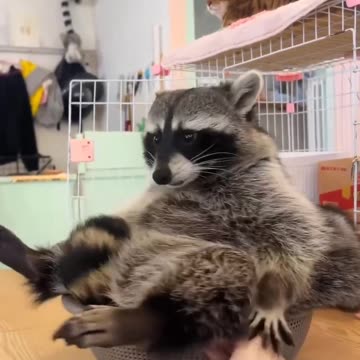 Overflowing raccoon