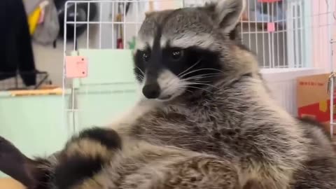 Overflowing raccoon