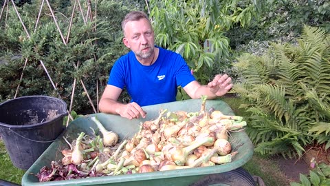 Huge Onion Harvest! Sets vs. Seeds, White Rot, and Storage Tips!