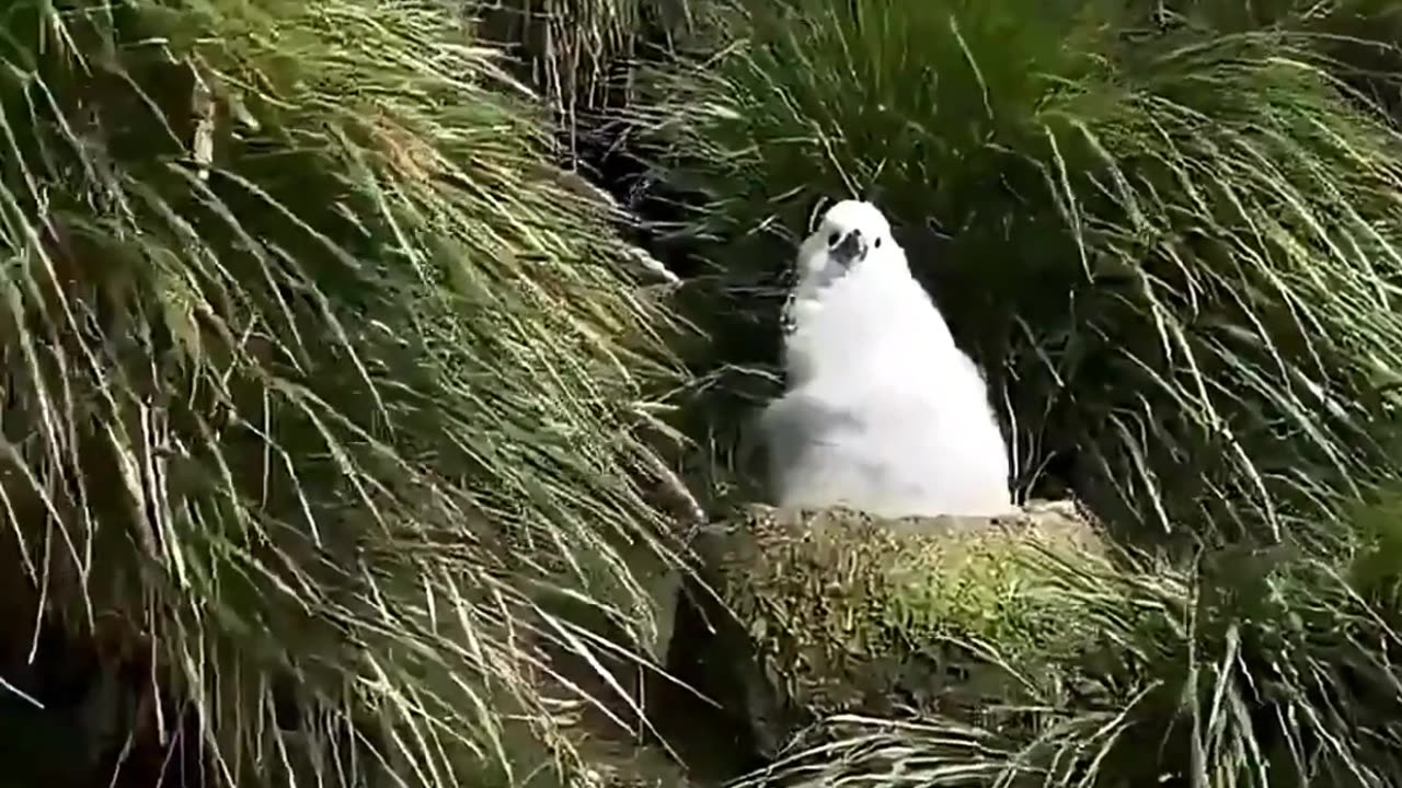 It swallowed it WHOLE