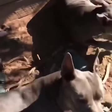 Funniest Animal Videos 😂 | Cute & Hilarious Pets Compilation!