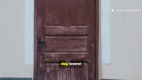 You Won't Believe These Dog Facts!