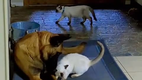 Tomkah (Belgian Malinois) playing with Siamese cat