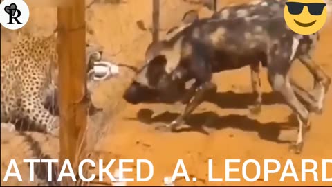 A Pack Of Baboons Surrounded And Attackd A Leopard To RescueTheir Leader