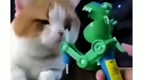 Watch this cute Cat 🐱