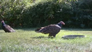 🧠✨ Watch This Clever Crow Outsmart Vultures! | FeedMyCuriosity