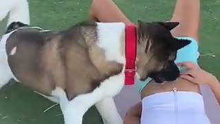 Viral: Hilarious Dog vs Fitness Girl Workout Fails! #dogs #dogfunny #funnydogs #