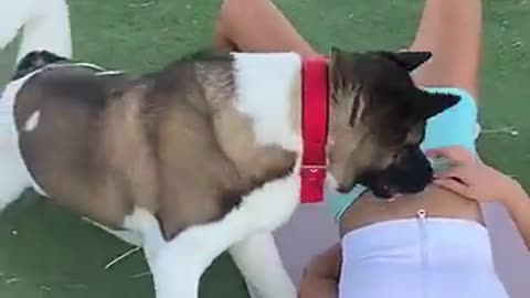 Viral: Hilarious Dog vs Fitness Girl Workout Fails! #dogs #dogfunny #funnydogs #