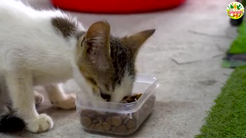 Lovely Kittens Playing on Green Grass with Their Animal Friends – Cat Meowing Sounds