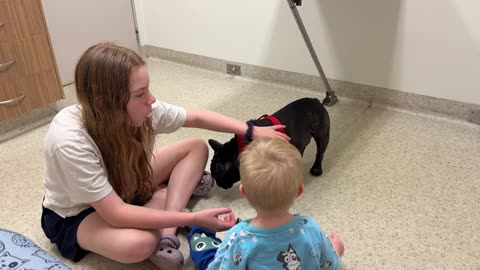 Routine Vet Run for Piper: Tackling Frenchie Skin Issues and Ear Fungus with the Kids!