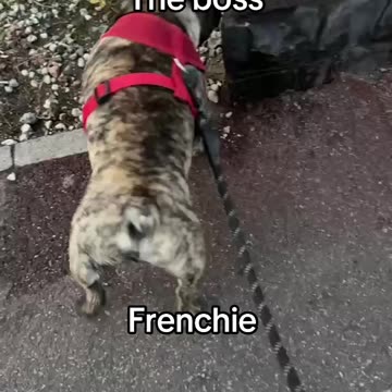 Frenchie walk attacks door