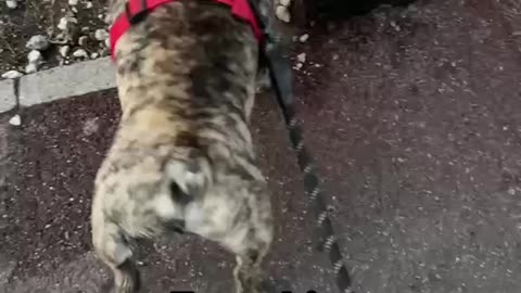 Frenchie walk attacks door