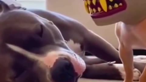 “Puppy Training That Builds Trust – Communicate With Your Dog Through Body Language”