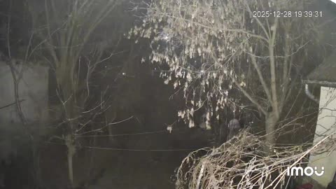 Illegális, állatkínzással egybekötött, liberális tűzijátékozás, a szomszéd kertben! 5. rész.