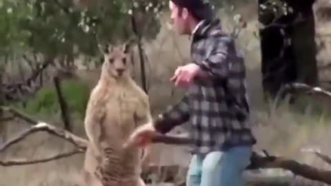 Classic Roo vs Man Non Profitable Fight and Non Essential Commentary