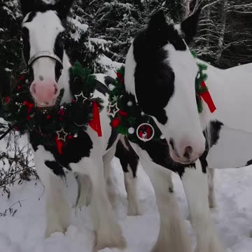 Christmas horses 😍