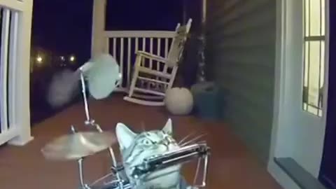 That is one talented cat