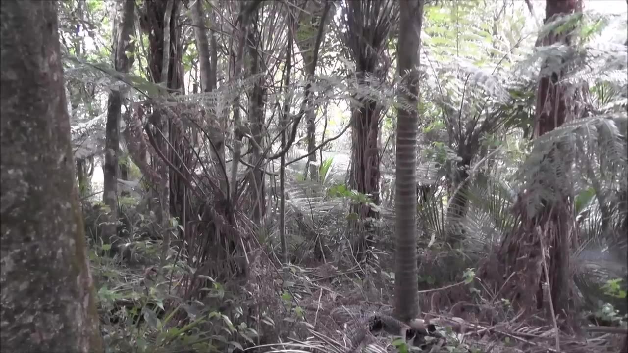 Tusky Boar