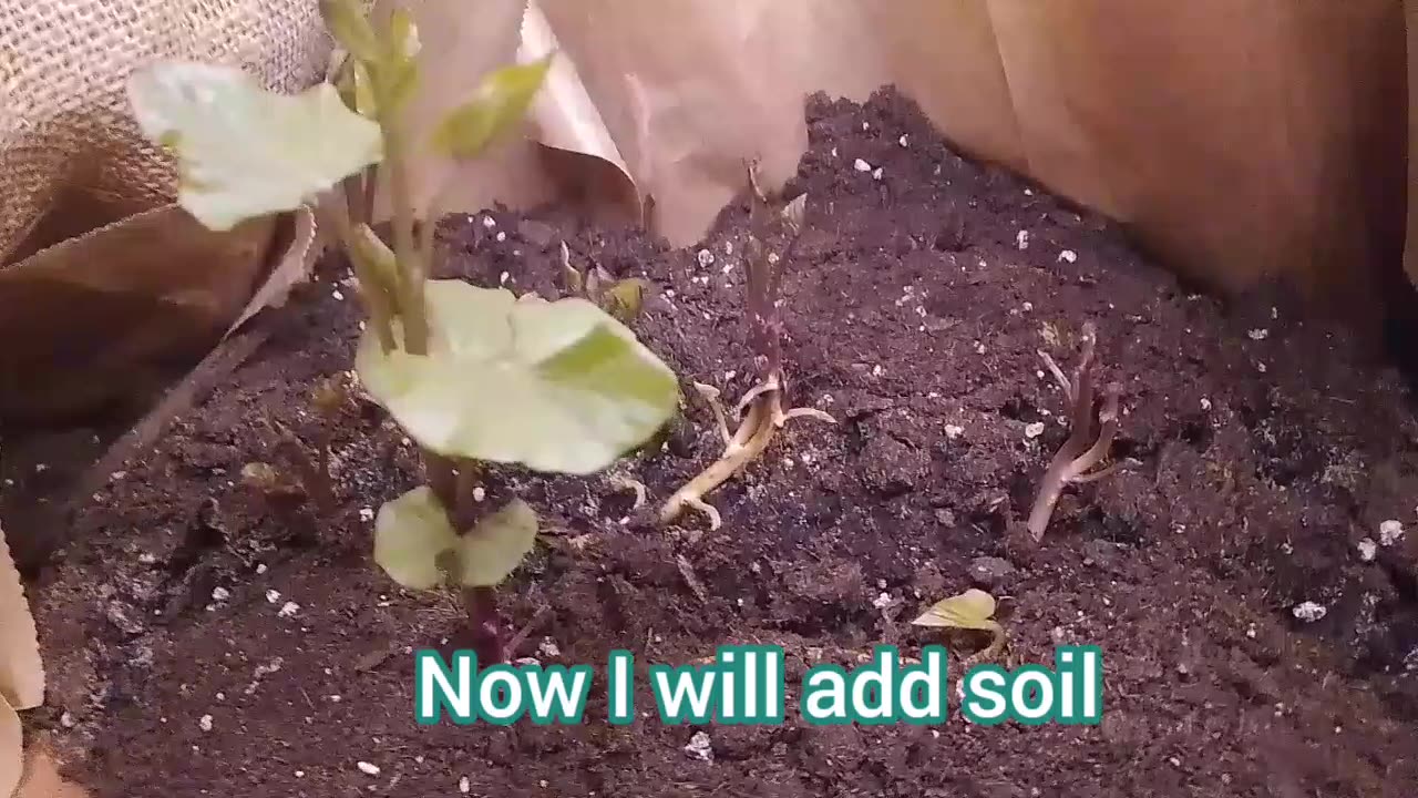 Using cheap LED growlights... stunned