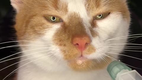 Cat Spray Bottle ASMR